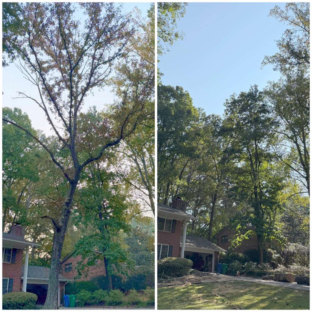 D&G Tree Removal & More LLC