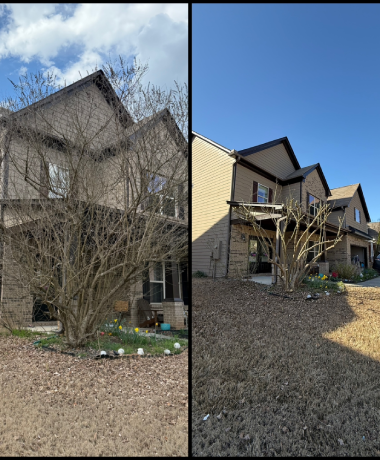 Tree Service Experts
