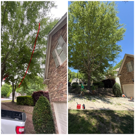 Tree service work