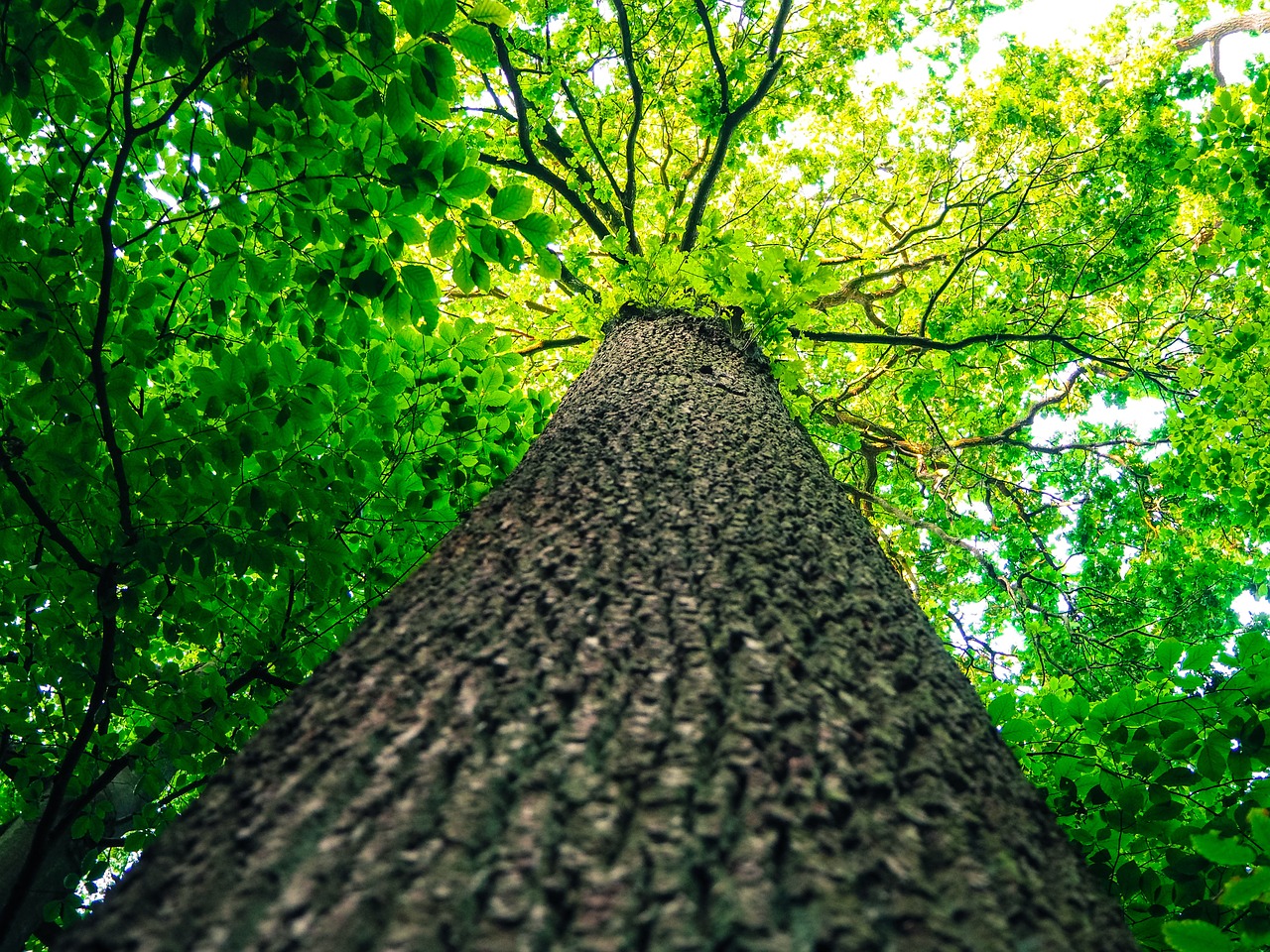 Tree health inspection Buford GA arborist evaluation