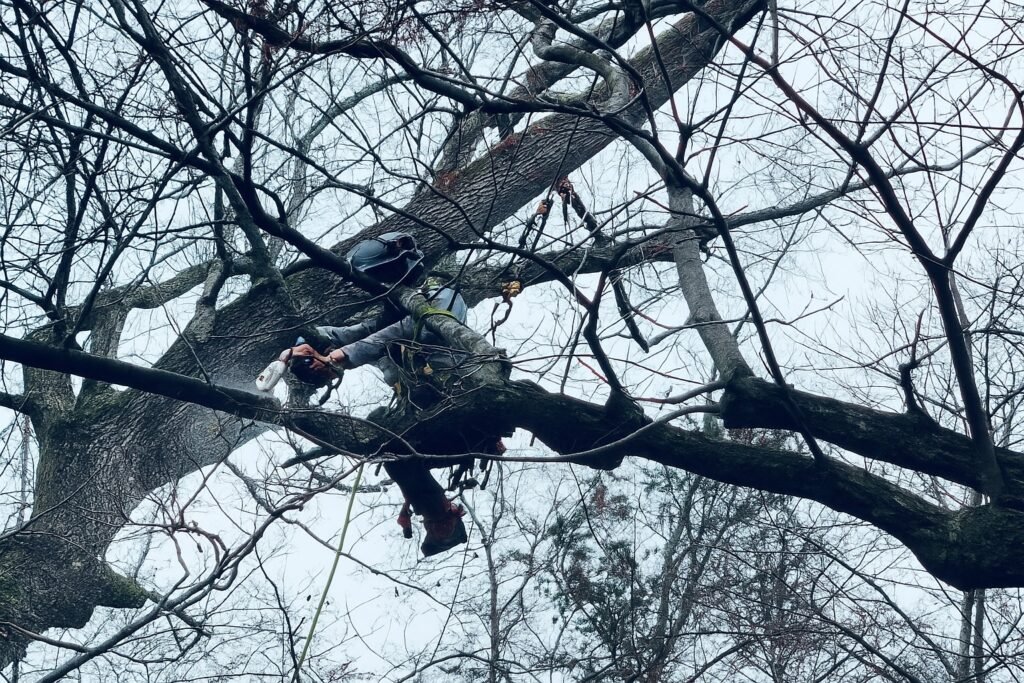 Tree Service in 6Sugar Hill, 