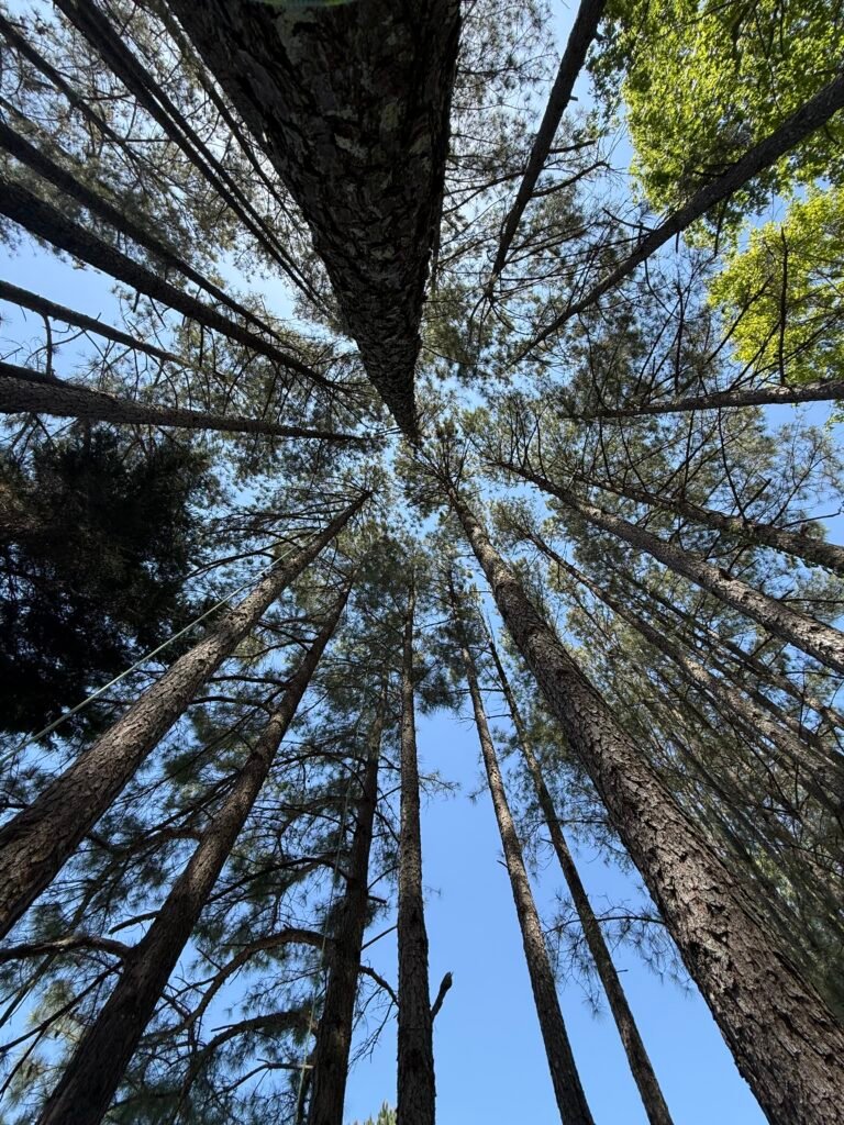 Tree Service in Sugar Hill, 2