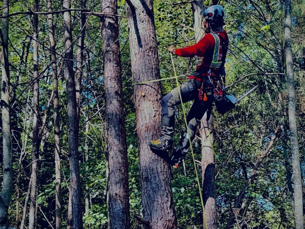 Tree Service in Sugar Hill, 4