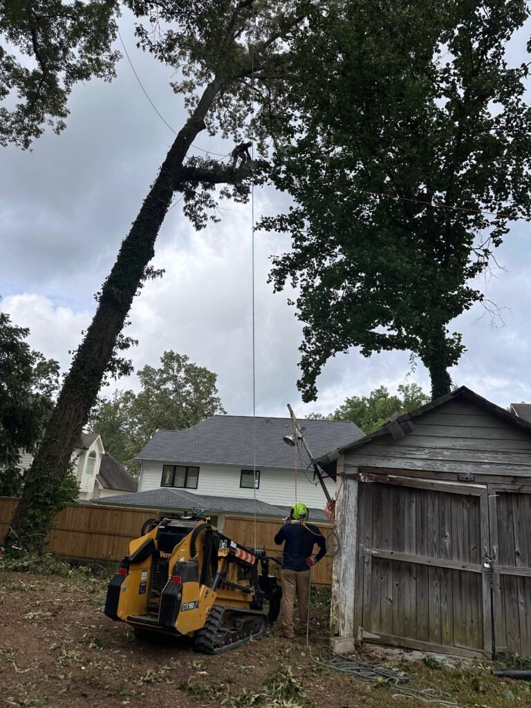 dg tree removal